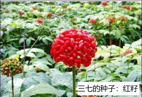 三七的果子 三七的果子